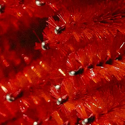 Monthly Maintenance- Classic